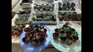 YAPRAKTAN ÇOĞALTTIĞIMIZ MENEKŞELERİN SON HALİ | SERA YÖNTEMİ İLE ÜRETTİĞİMİZ MENEKŞELER NE DURUMDA