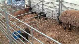 Wimpole Home Farm