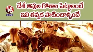 Tips To Maintain Goshala | Gayatri Goshala | Munduku Saggu | V6 Life