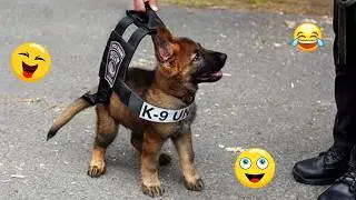 Try Not To Laugh 🤣 Most Watched Funny Dog Videos Compilation 🐶 #40