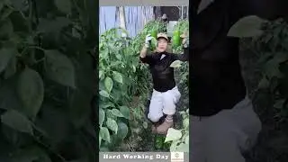 The Process Of Breaking Capsicum