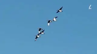 🍁🌲Rain or Shine 2026 Vancouver Wildlife   🇨🇦 2026 雨でも晴れでもバンクーバーの野生動物