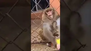 monkey chimping out #shorts #memes