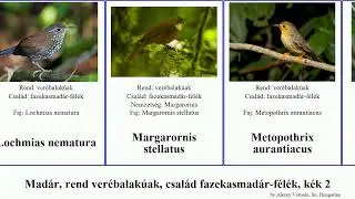 Mad&aacute;r, rend ver&eacute;balak&uacute;ak, csal&aacute;d fazekasmad&aacute;r-f&eacute;l&eacute;k, k&eacute;k 2 leptasthenura geositta fah&aacute;g&oacute; philydor