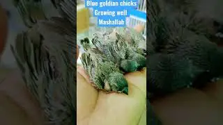 BLUE GOLDIAN FINCHES Chicks || EXOTIC BIRDS #KazmiExoticBirdsCorner #youtubeshorts #shorts#wildlife
