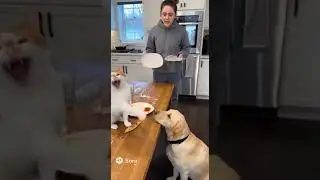Cat blames dog for EPIC food spill! 🤯
