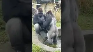 Gorilla Dad forgets he's Babysitting!      #viral #foryou #animals