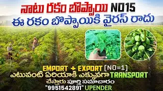 !నాటు రకం బొప్పాయి NO15 # ఈ రకం బొప్పాయి కి వైరస్ రాదు #EMPORT & EXPORT (NO=1)# 9951542891/ఉపేంద్ర