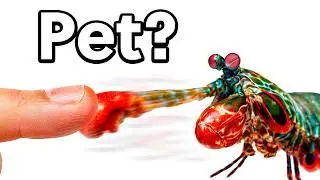 I Got a BOXER Mantis Shrimp as a Pet (yes, really)