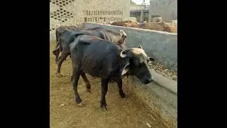 #funny video #growmyaccount #comedy #duet #funnymoments #india #pakistani #funwithbadshah