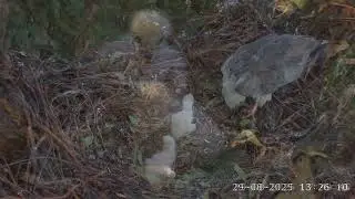 Águila marina de vientre blanco | Supervivencia y resiliencia en estado puro