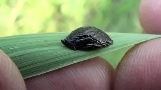 Deer Fly or Horse Fly Eggs (Tabanidae) on Grass Blade