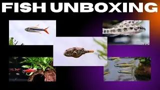 UNBOXING TROPICAL FISH - SOME RARE SPECIES