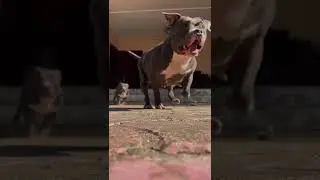 CROSS THE LINE YOUR ASS IS MINE 🐕 #dog #americanbully #petlover