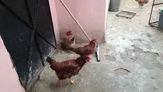 احلي الساعه مع دجاج فاطمة 