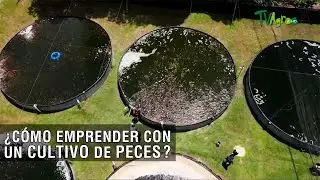 Cómo emprender con un cultivo de peces - TvAgro por Juan Gonzalo Angel Restrepo