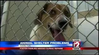 Animal Friends Humane Society needs foster famil