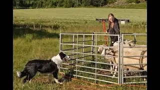 Gjeterhunden Buddys første møte med sau