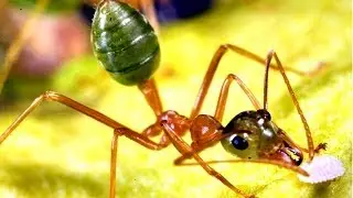 Incredible Edible Ants!!
