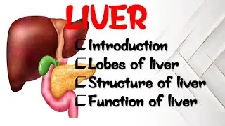 &ldquo;Liver: Anatomy, Physiology & Functions | Complete Explanation&rdquo;|&ldquo;What Happens Inside Your Liver ? . 