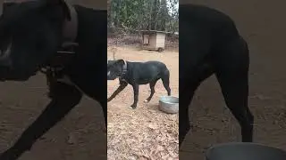 How to WiN in dogs!  Karma is real...
