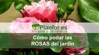 Como podar las rosas correctamente ?