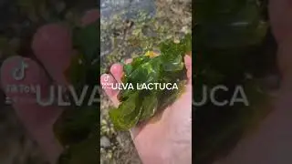 Ulva Lactuca Skin Benefits