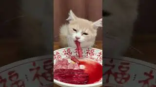 #asmr #cat #asmrsounds #doggielife #catvideos #cute #asmranimals