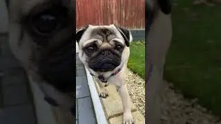 A PUG & HIS TREAT |  What do pugs eat 2021 starring Pangpang the Pug (short dog treats)