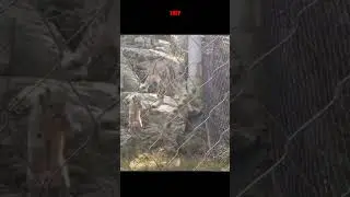 fun facts about snow leopard,(Panthera uncia)【Nini&rsquo;s cool knowledge】#shorts #funfact