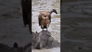 Vultures eating buffalo #africawildlife #wildlife #wildafrica #safariafrica #vultures #birds #wild