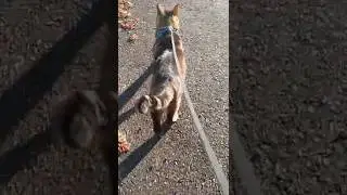 Loud noise a neighbor working then some black anomaly moves on screen towards the end