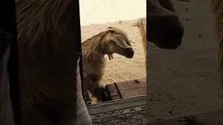 #tech #animals 😍😍🐐
