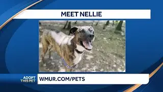 Nellie looking for forever home after 175 days at shelter