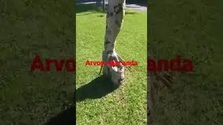 a &aacute;rvore que anda