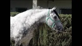 PREs by  Friends of Patricia Richter -  Majestic Andalusians