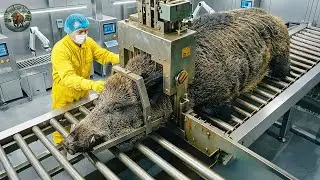 How Millions of Wild Boars Are Trapped & Processed For Meat