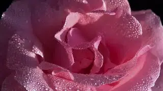 Pink Rose Stock Video