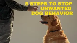 5 Dog Training Steps To Stop Any Unwanted Behavior