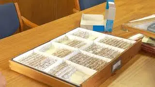 Hungary&rsquo;s Ancient Library Under Attack From Climate-Driven Beetles