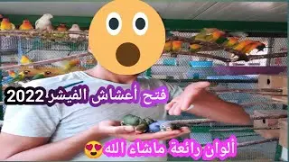 فتح أعشاش الفيشر 🐦 إكتشفت ألوان ومفاجآت رائعة 🤔