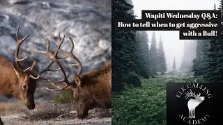 Aggressive Elk Calling Tactics | Wapiti Wednesday Q&A - Episode 17