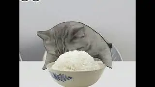 A Day in the Life of a Silly Cat: #CatChronicles #LazyDayAtHome