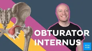 Meet the obturator internus muscle | Kenhub