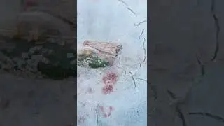 Digitostigma caput medusae