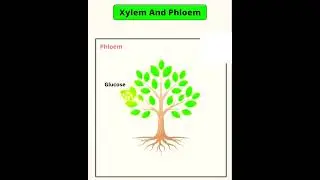 Class 10th science 😱important topic 😱Xylem vs Phloem 15 Sec Me Samjho|RBSE ENGLISH MEDIUM BORAD 2026