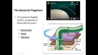 Bacterial Characteristics