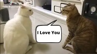 Cats Talking Compilation | Cats Can Talk | Cats Talking To Each Other | Try Not To Laugh