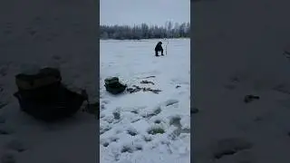 Много рыбы,  река Свирь!