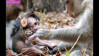 Baby Monkey LOLA Got Was Given Food From Mum.Warm & lovely.